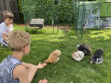 Kinderen met kippen en Eglu Cube groot kippenhok en ren en Omlet inloop kippenren
