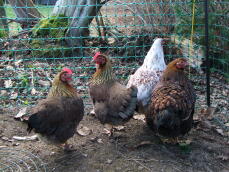 Vier bruine en witte kippen stonden in een tuin