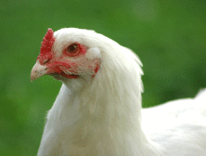 Close up van witte kip