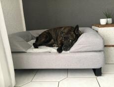 Hond slaapt op Omlet Topology hondenbed met bolster topper en poten