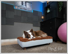 Peps & scot hond slapen op Omlet Topology hondenbed met microvezel topper en messing dop houten poten