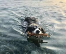 Hond met stok in zijn bek zwemmend