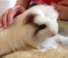 Spetter onze Crested cavia