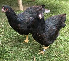 Twee zwarte kippen - barnevelder.