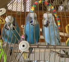 Vogels zittend op de zitstok van hun kooi