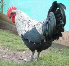 Norfolk Grey Poultry Stock haan