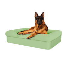 Hond zittend op matcha groen groot memory foam bolster hondenbed