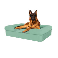 Hond zittend op groenblauw groot traagschuim hondenbed