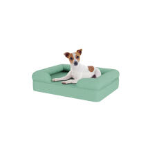Hond zittend op klein blauw traagschuim bolster hondenbed