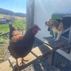Hond die uit Omlet komt groene automatische kippenhokdeur met kip op hokladder