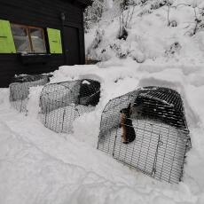 Drie Omlet Eglu Go konijnenhokken in de tuin bedekt met Snow