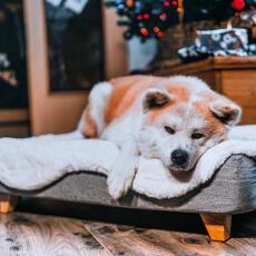 Schattige hond liggend op Omlet Topology hondenbed met schapenvacht topper en vierkante houten voetjes