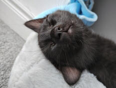 Ebony is dol op haar donutbed! 