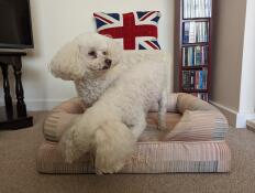 Twee witte honden in de pawsteps natural bolster dog bed.