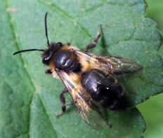 Britse zwarte honingbij