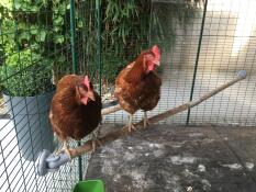 2 meter Omlet baars 