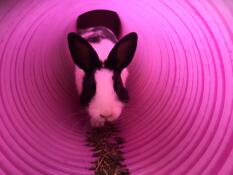 Een konijn kruipend door een konijnentunnel.