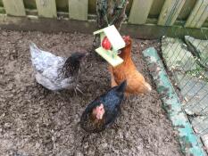 De kippen genieten van hun traktatie! dit voeder houdt het fruit schoon dus moet het beter zijn voor de meisjes!