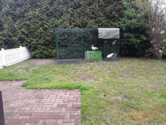 Twee eenden in een inloopren met een Cube hok in een tuin