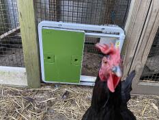 Een nieuwsgierige kip voor haar groene automatische deur die aan een ren vastzit