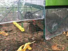 Omlet groen Eglu Cube groot kippenhok en ren