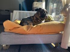 Een hondje dat van de zon geniet vanuit zijn grijze bed met gele zitzak