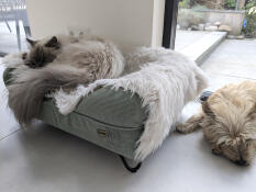 2de mand ingenomen door de kat