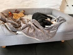 Een slaperige hond in een grijs bed met bolstertopper, een deken en speelGoed