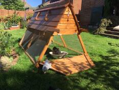 Een houten kippenhok en ren met de deur open, twee kippen die eruit komen