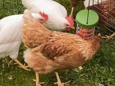 Een paar kippen pikken wat lekkers uit hun traktatie houder