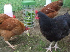 Drie kippen eten wat groenten uit hun traktatie houder