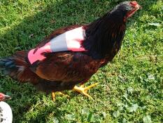 Kip met roze Omlet hivis kip jasje