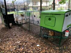 Omlet groen Eglu Cube groot kippenhok en ren