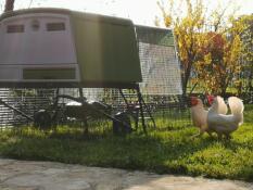 Groot groen Cube kippenhok met twee kippen buiten de kippenren