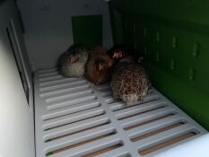 Kippen binnen Omlet Eglu Cube groot kippenhok