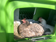 Twee kippen zaten te roesten in een nestgedeelte van het Cube kippenhok