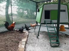 Kippen en meikevers in een tuin met een groot Cube kippenhok