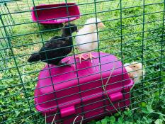 Kuikens in Eglu Cube groot kippenhok en ren