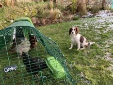 Kippen die gras pikken in hun ren, met een hond naast hen