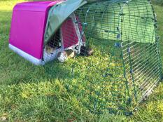 Hamish & andy zijn dol op hun nieuwe hot pink piggy palace!