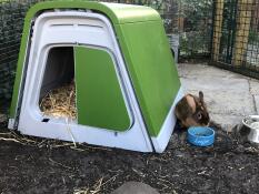 The rabbit is happy with the eglu hutch from omlet