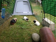 De cavia's houden van hun huis