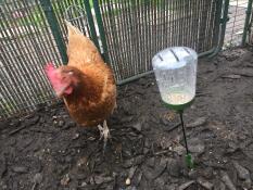 Ginger leert haar nieuwe speeltje kennen