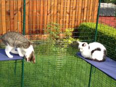 2 gelukkige katten spelen op hun twee blauwe planken, in hun buitenren