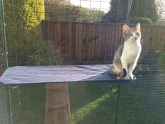 Een kitten zittend op de plank van zijn buitenkattenren