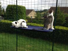 Twee katten zitten op een plank in hun kattenren buiten