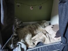 Hond slaapt in Fido Studio hondenkrat meubilair