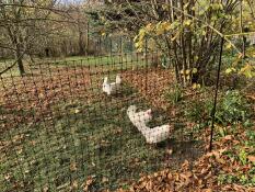 Een paar kippen pikken in de grond op zoek naar zaden, achter hun kippenhek.