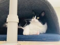 Minky ontspant in haar nieuwe hol