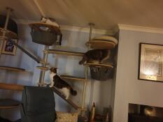 Drie katten spelen op hun binnenkattenboom